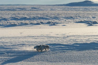 Wilde Tundra 'da iki kutup tilkisi (Vulpes Lagopus). Kutup tilkisi oynuyor.
