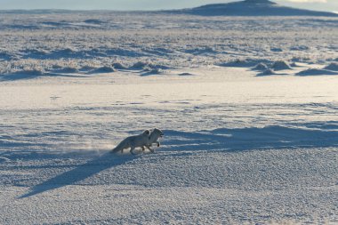 Wilde Tundra 'da iki kutup tilkisi (Vulpes Lagopus). Kutup tilkisi oynuyor.