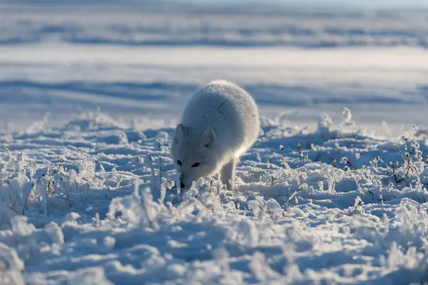 Kışın tundrada vahşi kutup tilkisi (Vulpes Lagopus). Beyaz kutup tilkisi.