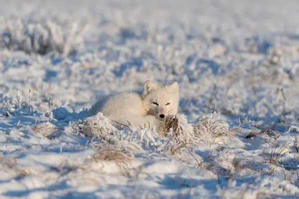 Wild arctic fox in tundra. Arctic fox lying. Sleeping in tundra.