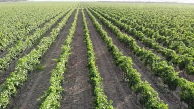 İtalyan Kırsal Güzel Çiftlikleri ve Üzüm Bağları Güzel Hava Görünümü. Kırsal İtalya, Çiftçi Çalışma Bağları Tarım Arazisi. Tarım Plantasyon Üzüm Asma Bağ İtalya. Hava Bağ Video