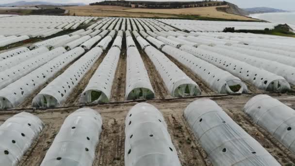 Cultivar Plantas Invernaderos Túnel Bajo Horticultura Agricultura Invernadero — Vídeo de stock