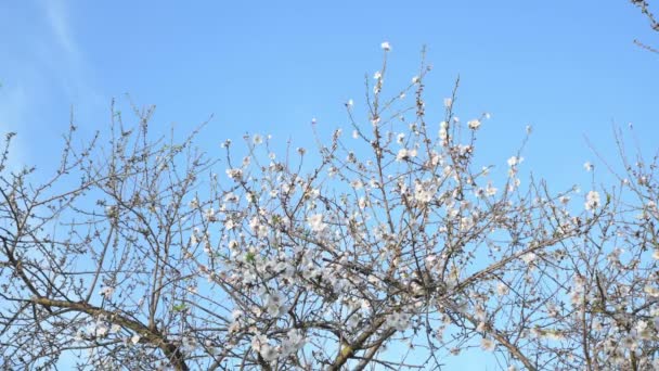 Almond Trees Almond Orchard Blossom Agrigento Sicily Flowering Almond Trees — стокове відео