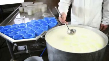 Peynir üreticisi ricotta 'yı plastik formlara doldurur - atölyede peynir yapma süreci - sütçü sıcak ricotta peynirini plastik kalıplara koyar - geleneksel olarak süt ürünlerinde yapılan taze ricotta.