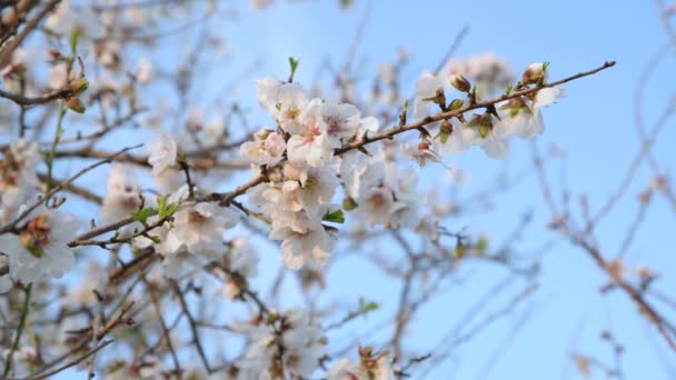 Almond Trees Almond Orchard Blossom Agrigento Sicily Flowering Almond Trees — Video Stock