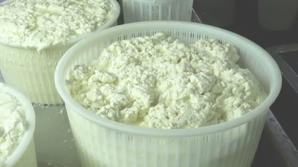 Cheesemaker Ρίχνει Πηγμένο Γάλα Πλαστικές Μορφές Για Διαμορφώσει Τυρί Ένα — Αρχείο Βίντεο