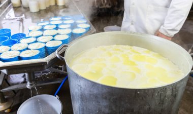 Peynir üreticisi peyniri şekillendirmek için kremlenmiş sütü plastik formlara döker - bir peynir üreticisi atölyede ev yapımı peynir yapma süreci - peynir yapma süreci -