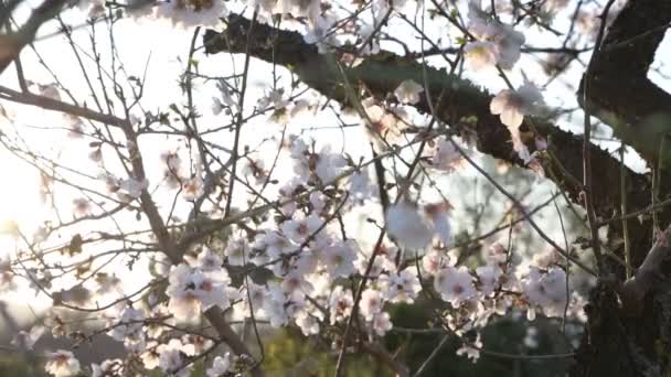 Almond Trees Almond Orchard Blossom Agrigento Sicily Flowering Almond Trees — Video Stock