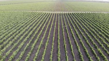 İtalyan Kır Çiftlikleri ve Üzüm Bağları - Hava Görünümü Kırsal Bölgesi İtalya - Tarım Üzümleri Üzümleri İtalya - Hava Üzüm bağı Videosu