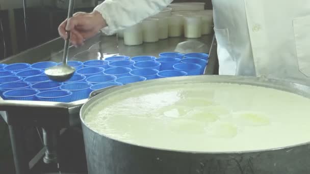 Peynir Üreticisi Ricotta Plastik Formlara Doldurur Atölyede Peynir Yapma Süreci — Stok video
