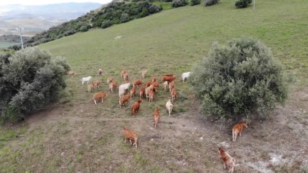 Vista Aérea Drone Gado Que Pastoreia Pastagens Agrícolas Produção Carne — Vídeo de Stock