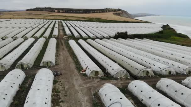 Aerial View Greenhouse Agriculture Groenten Verbouwen Tunnels Een Groenteboerderij Grote — Stockvideo