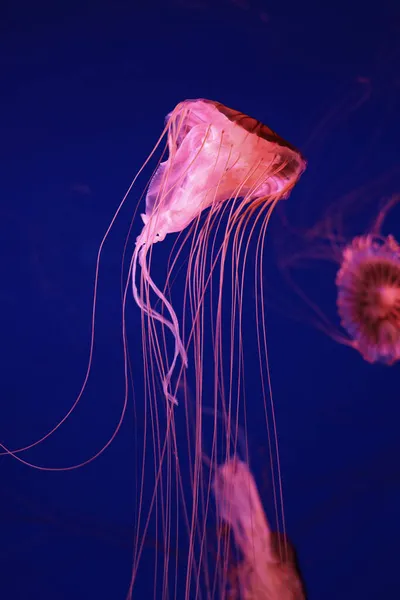 Medusas Rosadas Brillantes Sobre Fondo Azul Oscuro —  Fotos de Stock