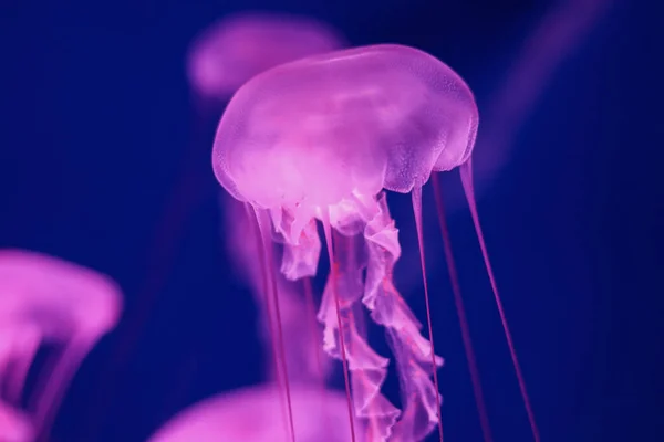 Medusas Rosadas Brillantes Sobre Fondo Azul Oscuro —  Fotos de Stock