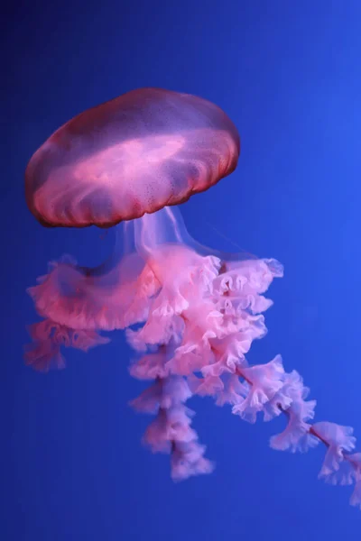 Medusas Rosadas Sobre Fondo Azul Oscuro —  Fotos de Stock