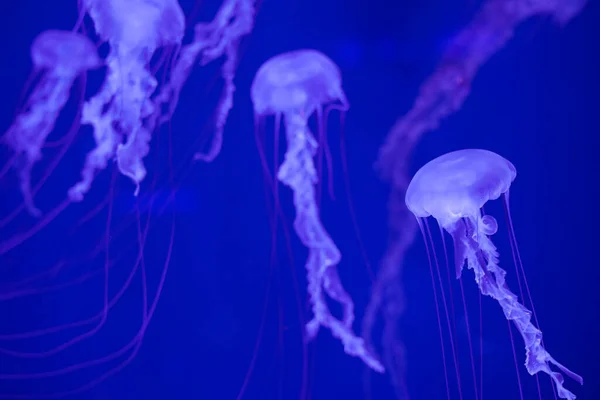 Medusas Sobre Fondo Azul Oscuro — Foto de Stock