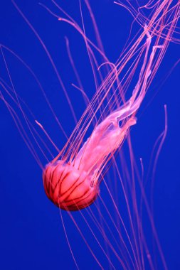 Koyu mavi arka planda parlak pembe denizanası.