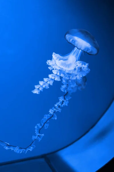 Medusas Azules Brillantes Nadando Acuario —  Fotos de Stock