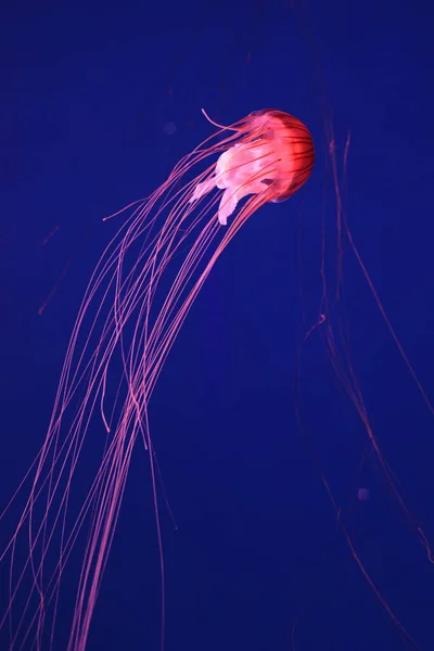 Ярко Розовая Медуза Темно Синем Фоне — стоковое фото