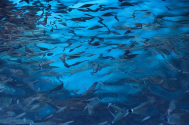 Birçok balık mavi suda yüzüyor..