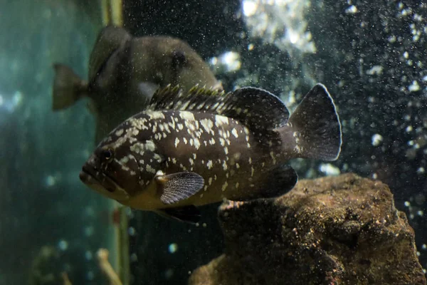 Zackenbarsch Schwimmt Aquarium — Stockfoto