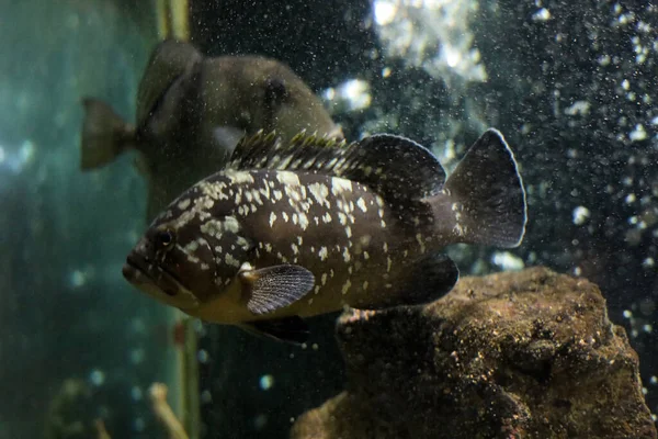 養殖魚が水族館で泳いでいる — ストック写真