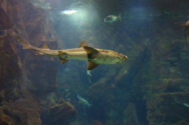 Köpekbalığı büyük bir akvaryumda yüzüyor..