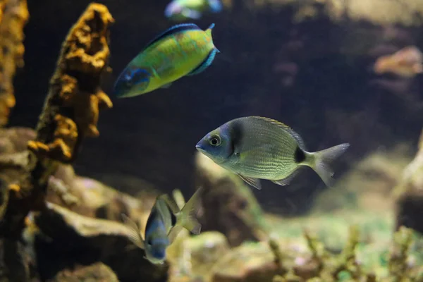 水族館で泳ぐ明るい魚 — ストック写真