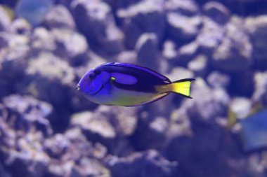 Mavi balık bir akvaryumda yüzüyor..