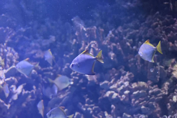 Ryba Pływactwo Akwarium — Zdjęcie stockowe