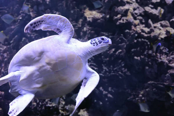 Θαλάσσια Χελώνα Είναι Κολύμπι Ένα Ενυδρείο — Φωτογραφία Αρχείου