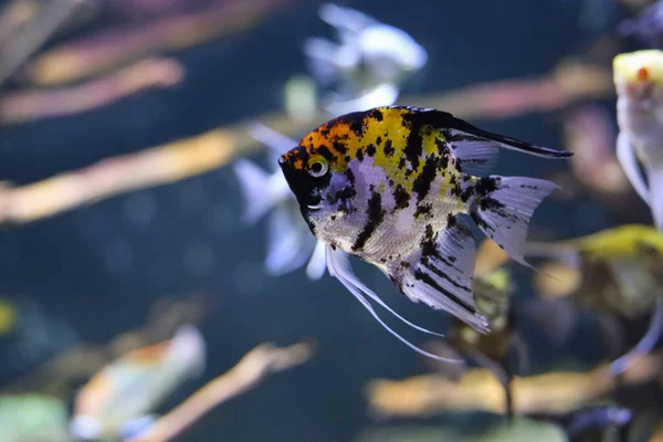 Ψάρι Κίτρινες Βούλες Κολυμπάει Ενυδρείο — Φωτογραφία Αρχείου