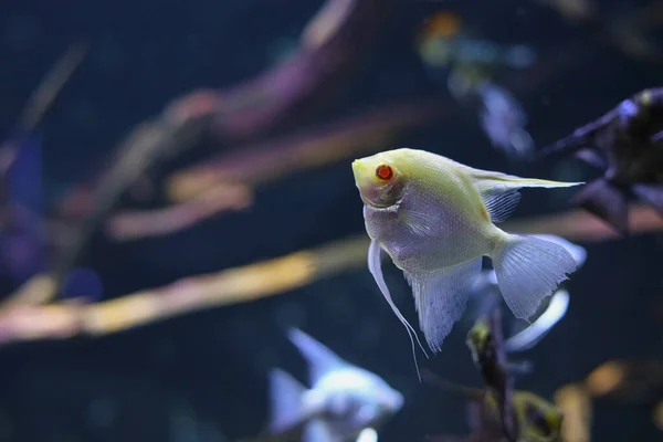 Λευκό Ψάρι Λέπια Κολυμπάει Ενυδρείο — Φωτογραφία Αρχείου