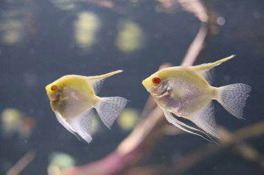 Beyaz balık akvaryumda yüzüyor..