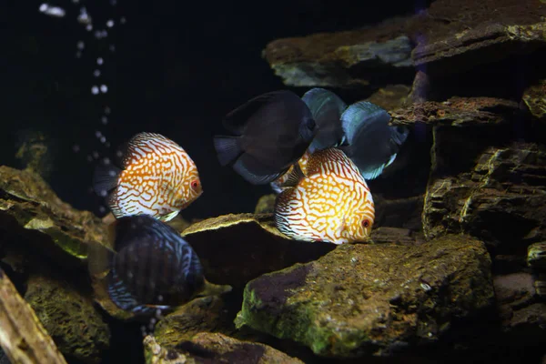 Diskusfische Schwimmen Aquarium — Stockfoto