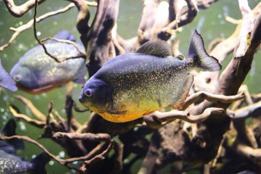 Akvaryumda yüzen piranha balığı..