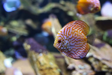 Discus balığı akvaryumda yüzüyor..