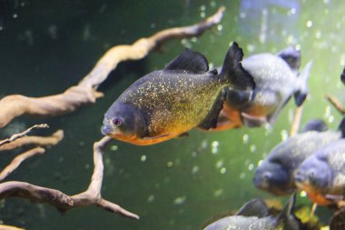 Yeşil arka planda akvaryumda yüzen pirana balığı..