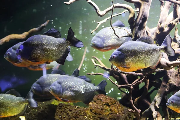 Piranha Fische Schwimmen Einem Aquarium Auf Grünem Hintergrund — Stockfoto