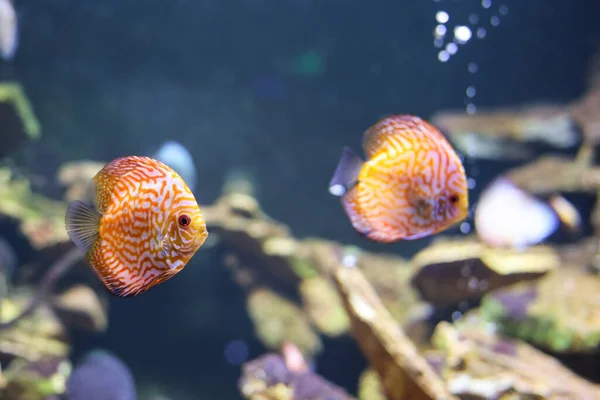 オレンジ色の斑点のある円盤魚が水族館で泳いでいます — ストック写真