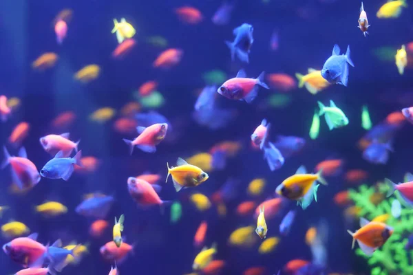 Πολλά Μικρά Φωτεινά Χρωματιστά Ψάρια Νέον Κολυμπούν Ένα Ενυδρείο Μπλε — Φωτογραφία Αρχείου