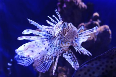 Kırmızı aslan balığı koyu mavi arka planda bir akvaryumda yüzüyor..