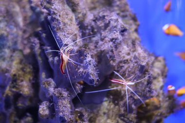 Kızıl bataklık akvaryumda bir taşın üzerinde duruyor..