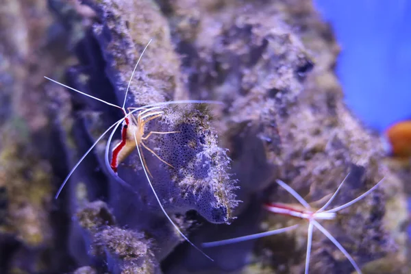 Kızıl bataklık akvaryumda bir taşın üzerinde duruyor..