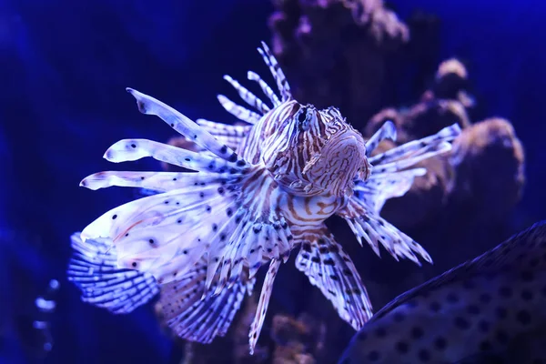 Roter Feuerfisch Schwimmt Einem Aquarium Auf Dunkelblauem Hintergrund — Stockfoto