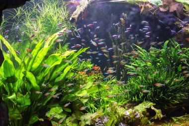 Birçok küçük balık bir akvaryumda yüzüyor..