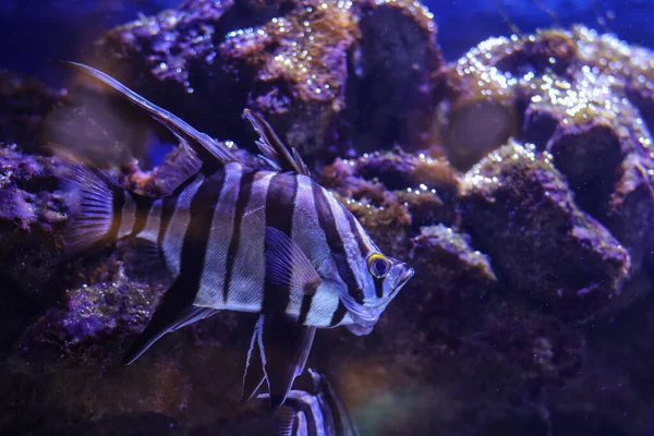 Gestreifter Skalar Schwimmt Einem Aquarium — Stockfoto
