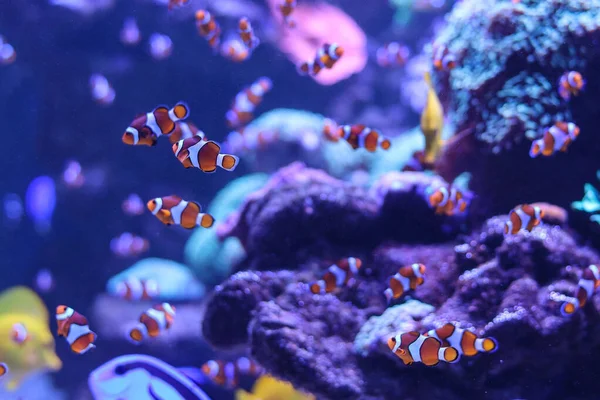 Πορτοκαλί Κλόουν Κοράλλι Ψάρι Μπλε Φόντο — Φωτογραφία Αρχείου