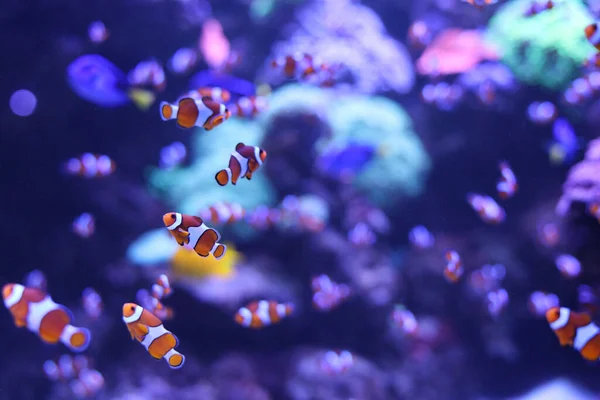 Πορτοκαλί Κλόουν Κοράλλι Ψάρι Μπλε Φόντο — Φωτογραφία Αρχείου