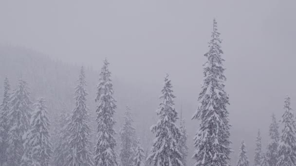 Сильний снігопад в зимових горах з лісом в примхливому тумані — стокове відео